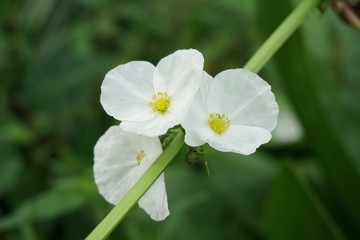 Obraz na płótnie Canvas white Echinodorus cordifolius flower in nature garden