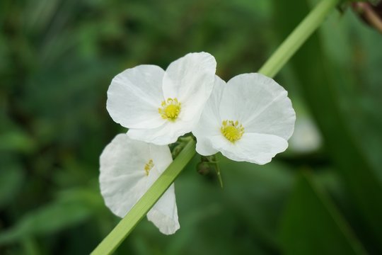 white Echinodorus cordifolius flower in nature garden