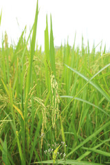 rice plant in rice field