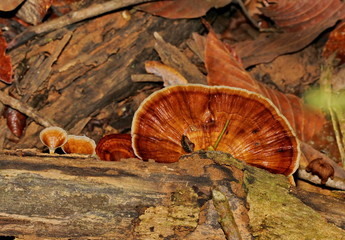 bracket fungus  