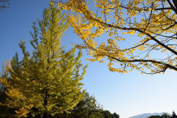 イチョウの木と空