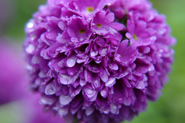 Lilac Dahlia flower in rain.