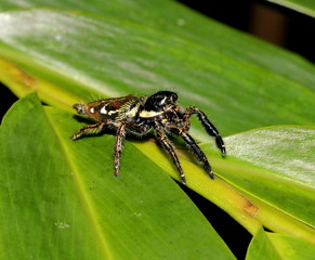 jumping spider