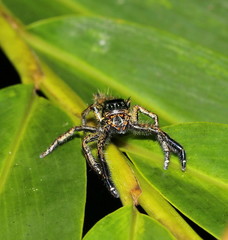 jumping spider
