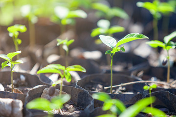 Agriculture. Growing plants of seedlings.