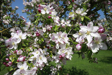 Apfelblüten im Frühling, Meran, Südtirol, Italien, Europa
