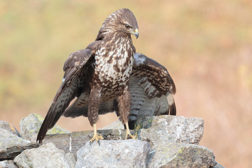 Buzzard 0102