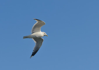 Obraz premium Closeup of a Seagull in flight