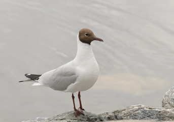 Black-headed gull, common to Europe, infrequently seen on the Eastern coast of US