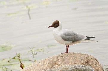 Black-headed gull, common to Europe, infrequently seen on the Eastern coast of US
