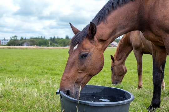 Fototapeta a bay horse drinks water