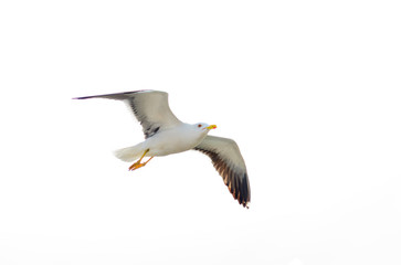 Seagull in flight
