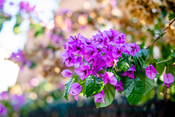 Bougainvillea blooms in September in the city park 