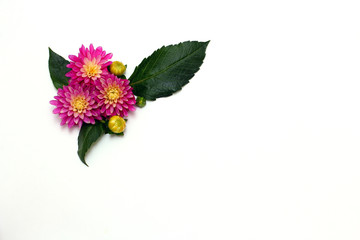 Obraz premium Composition of Dahlia flowers. flat lay. top view. white background, minimal concept