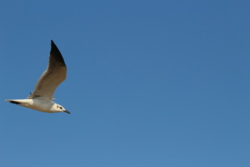 Seagull in flight