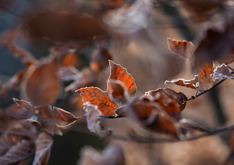 Herbstblätter