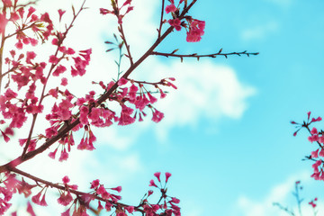Soft focus Cherry Blossom or Sakura flower.