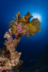 Fototapeta na wymiar Beautiful corals