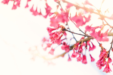 Soft focus Cherry Blossom or Sakura flower.