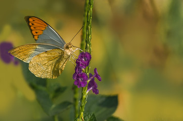 White Orange tip butterfly perched on its nectaring plant