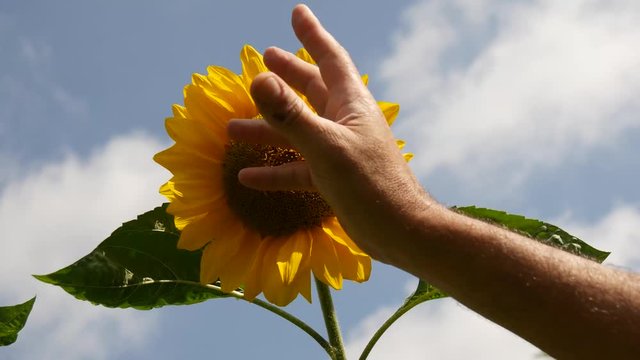 Accarezzare dolcemente un fiore di dalia