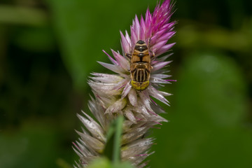 Hover bee insect on a wild flower.