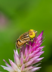 Hover bee insect on a wild flower.