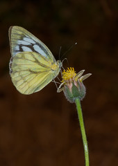 Common Gull Butterfly perched on a flower