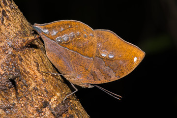Blue Oak Leaf butterfly perched