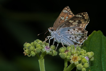 Golden Angle Butterfly perched on its nectaring plant