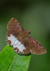 Water snow flat butterfly perched on a green leaf