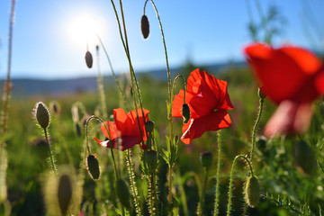 Provence flowers. France