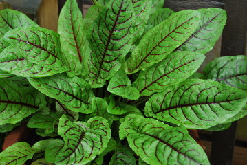 Blutsauerampfer, Blutampfer (Rumex sanguineum) - im Topf