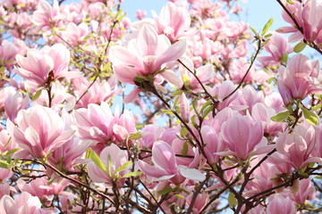 PInk magnolias in full bloom