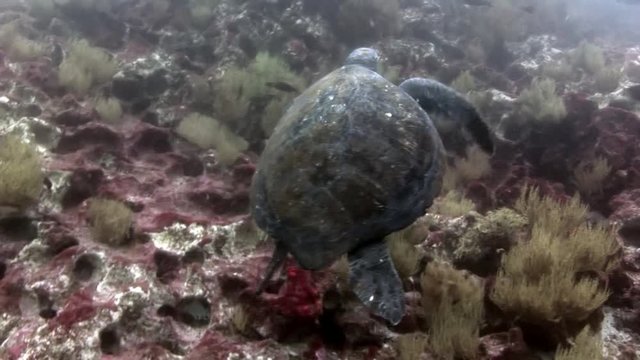 Sea turtle on clean clear water underwater in Galapagos. Beautiful marine background. Swimming in world of colorful wildlife of corals reefs. Abyssal relax diving.