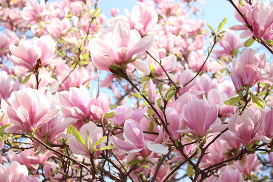 PInk magnolias in full bloom