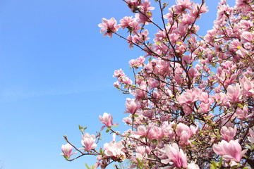 PInk magnolias in full bloom