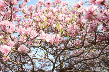 PInk magnolias in full bloom