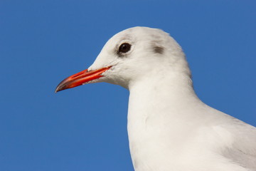 Ritratto di gabbiano comune