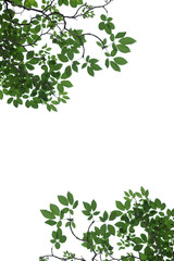 tree branch isolated