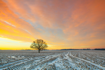 Lonely tree on the field in the frosty morning.