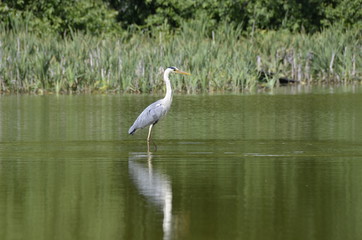 Цапля на водоеме