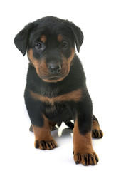 puppy beauceron in studio