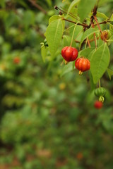 Red Fruit Pitanga