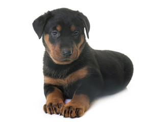 Fototapeta premium puppy beauceron in studio