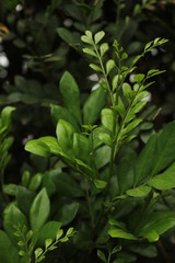 Green Plant Leaves