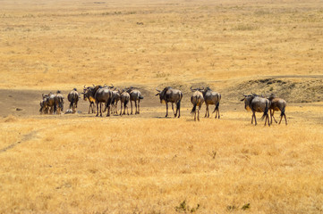 Herd of wildebeest busy