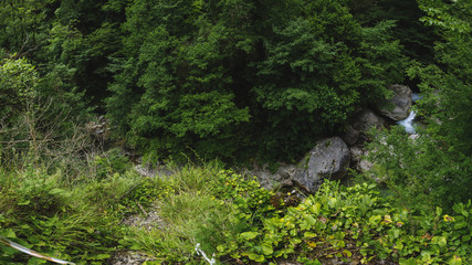 Mountain river in the Caucasus around the trees
