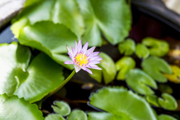 Lotus flower.
Beautiful lotus flower in nature. 