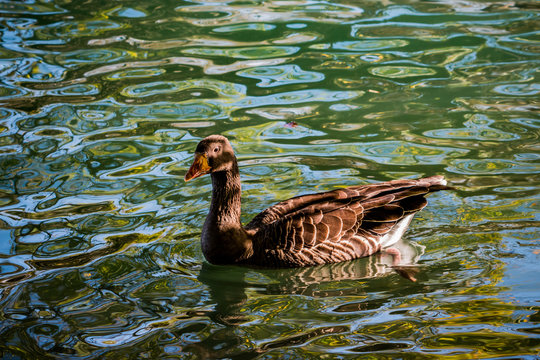 Oie cendrée du lac du Parc de la Tête d'Or 